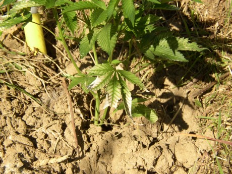 verbranntes Blatt