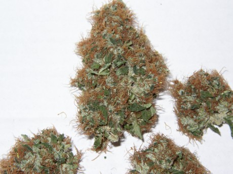 trockene Blüte trockene Blüte