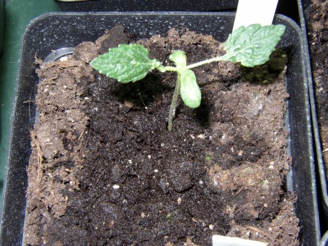 Mutant Mutant