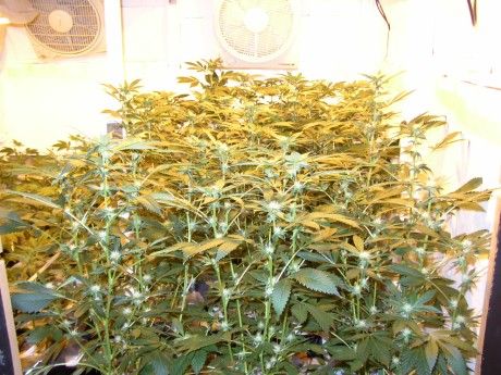 21 Tage in Blüte