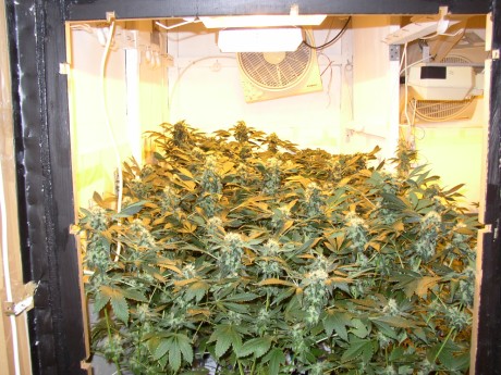 38 Tage in Blüte