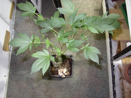 Pilze im alten CoGr