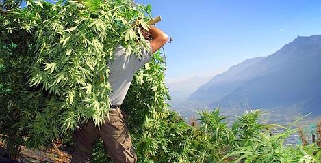 Hemp jest uprawiany do wielu produktów pochodnych, takich jak papier, olej zbudowany, plastiki, napoje, włókna odzieżowe, izolacje itp. (Olivier Maire/Keystone)