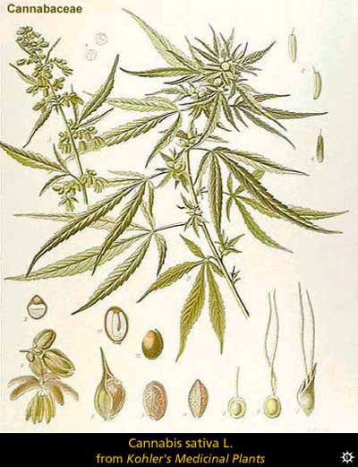Hemp i medycyna